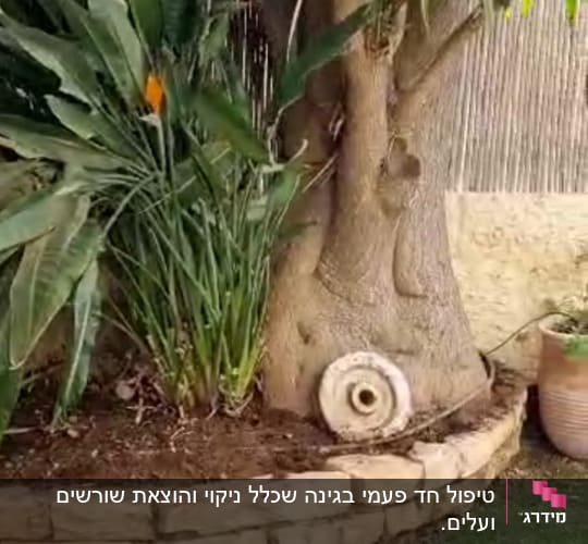 עץ גדול עם צמחייה מסביב ואדמה חשופה